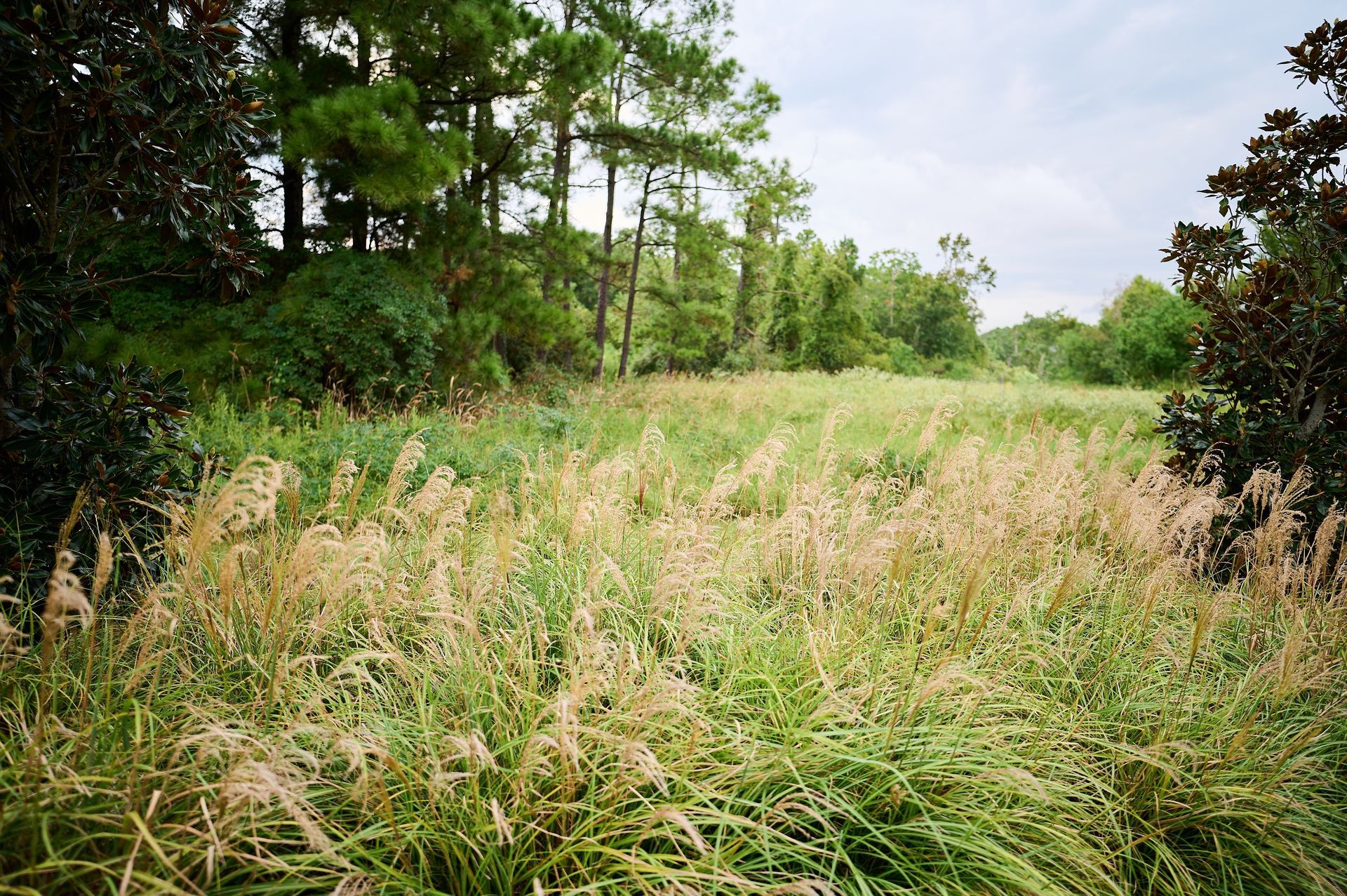 Grassy meadow bordered by trees under a cloudy sky