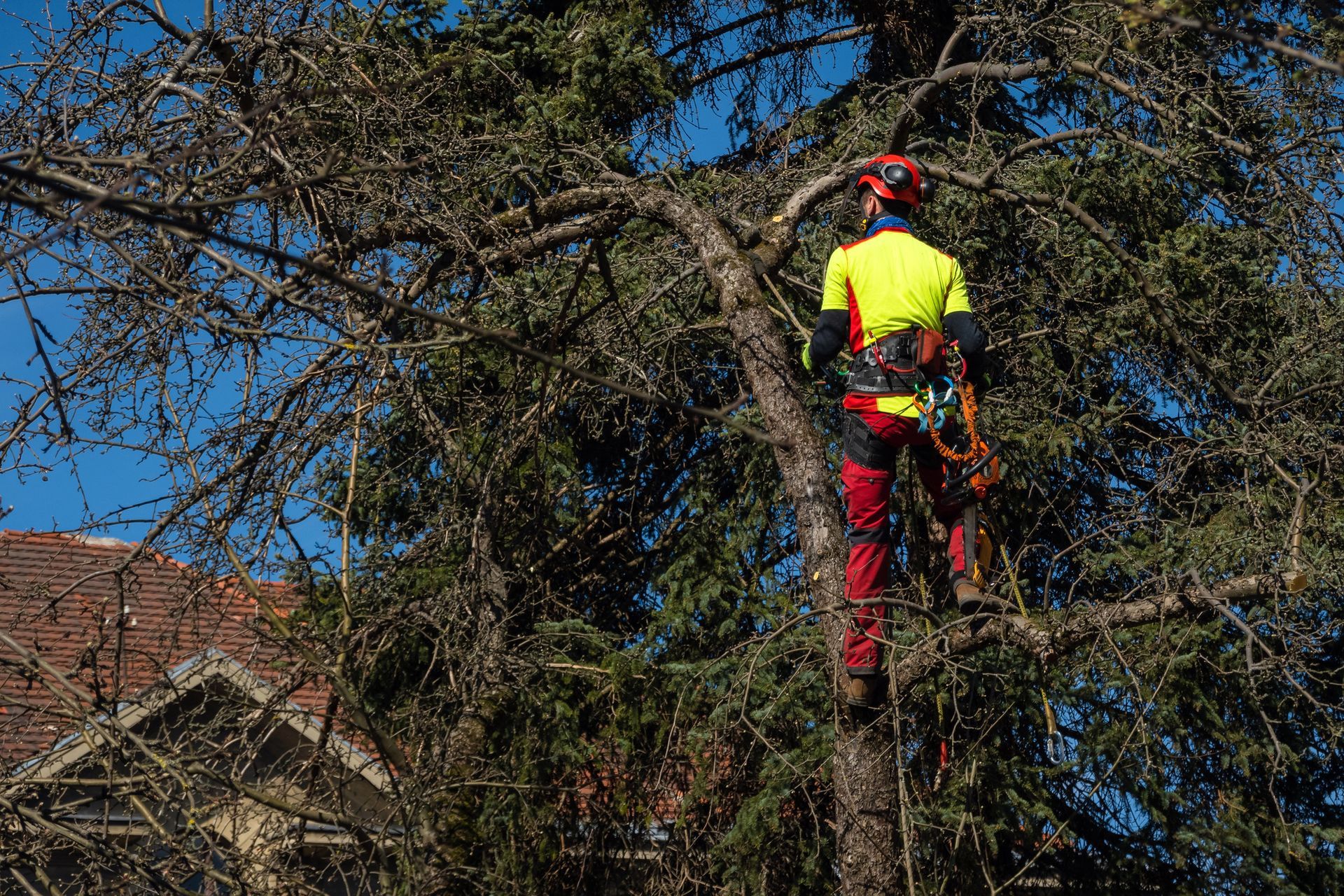 Un trabajador forestal con un llamativo traje de seguridad trepa a un gran árbol con cuerdas bajo un cielo azul despejado.