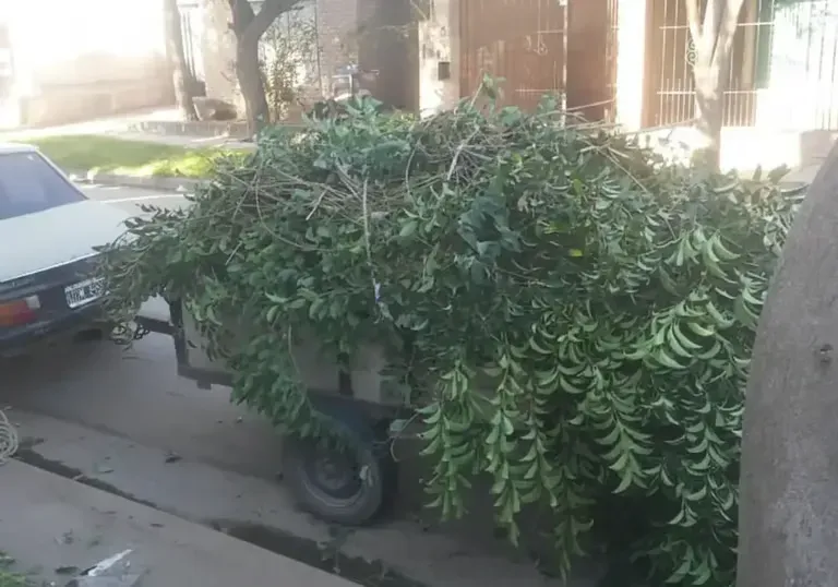Un remolque cargado de plantas verdes y frondosas estaba estacionado en una calle junto a un coche blanco.
