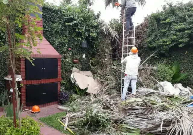 Una persona con casco poda las enredaderas que han crecido demasiado junto a un cobertizo rojo y una escalera en un jardín.