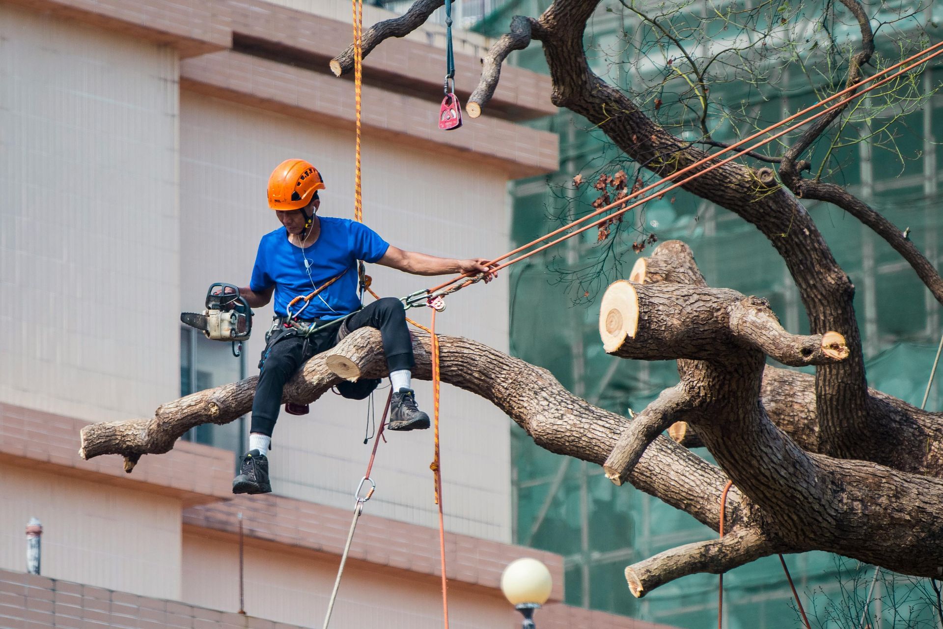 An arborist in a blue shirt and orange helmet uses a chainsaw while suspended by ropes from a tree in an urban area.