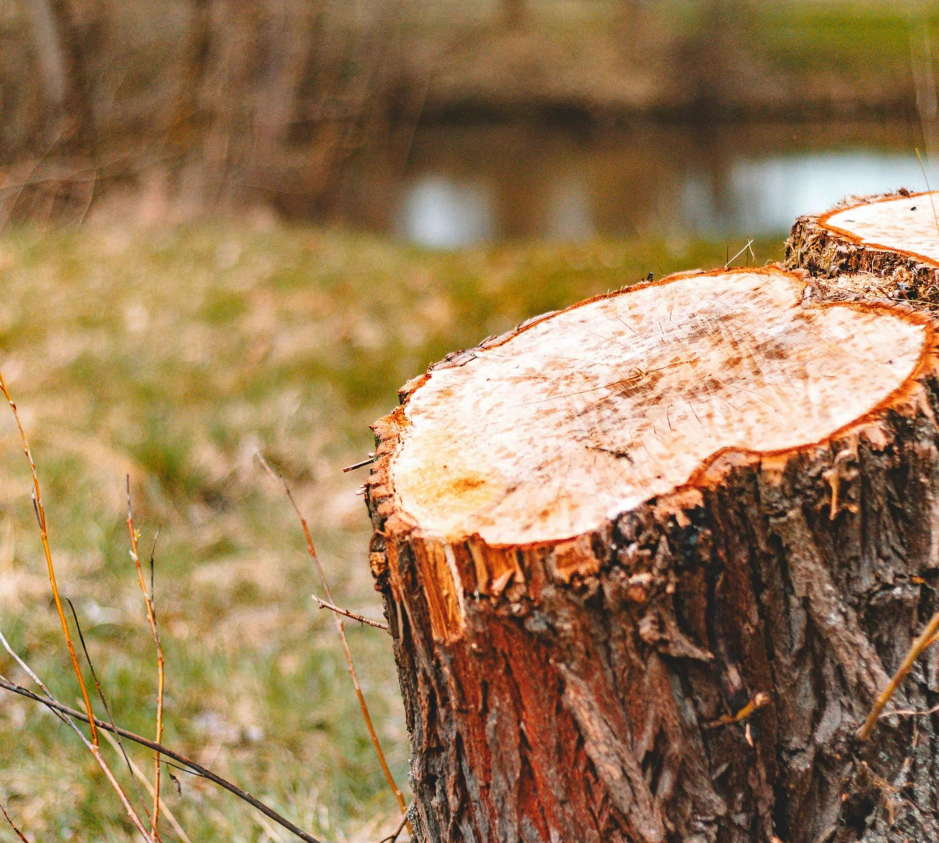 A close-up view of two freshly cut, rough-barked tree stumps in a grassy field near a blurred body of water.