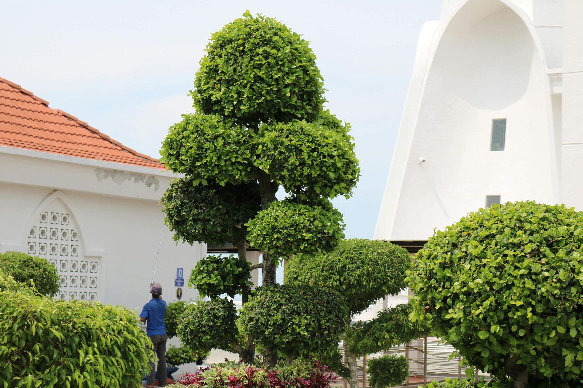 A person stands near a multi-tiered topiary tree between a building with an orange-tiled roof and a tall white structure.