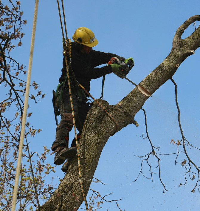 An arborist in a yellow hard hat and climbing harness uses a chainsaw to cut a branch high in a tree against a blue sky.