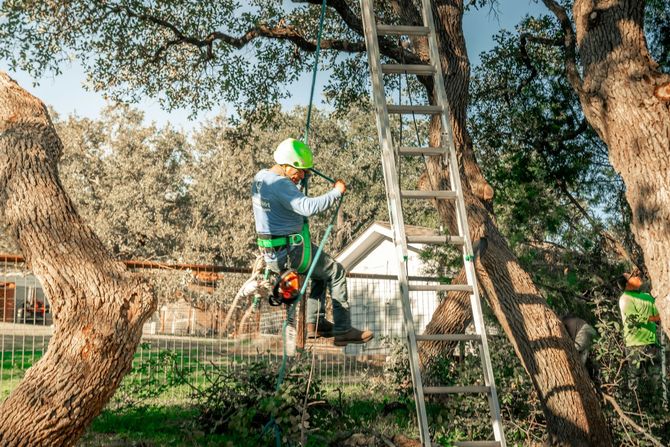An arborist in a bright green hard hat and safety harness is suspended by ropes while pruning a tree near a ladder.