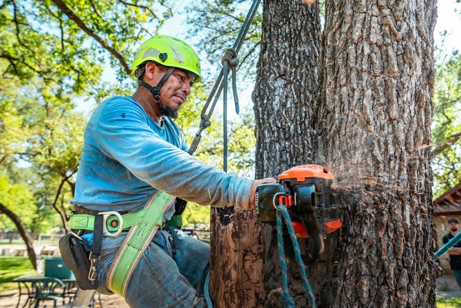 A tree worker in safety gear, including a bright green helmet and harness, uses a chainsaw to cut a large tree trunk.