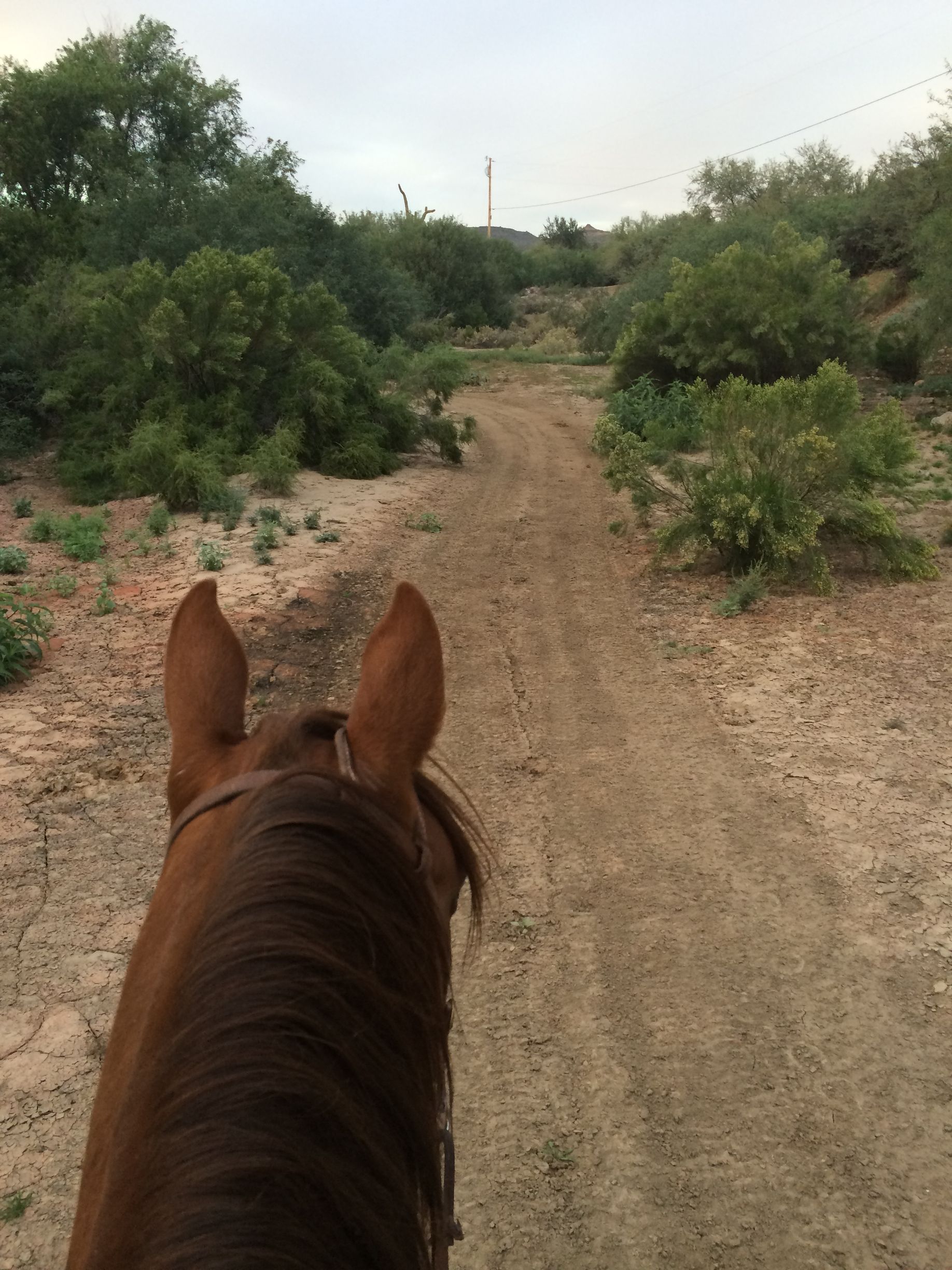 A horse is riding down a dirt road with trees in the background