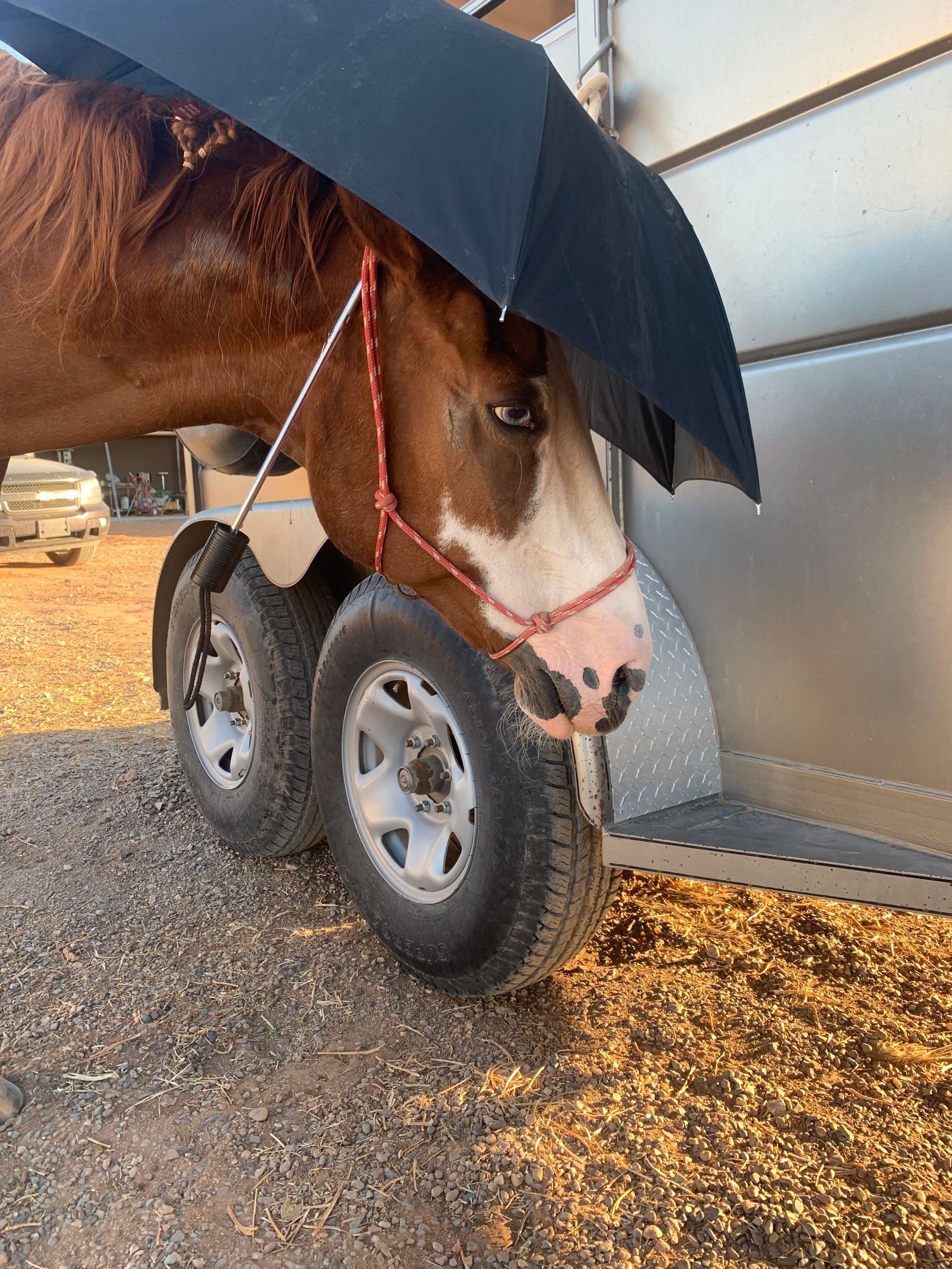 A horse is holding an umbrella over its head while standing next to a trailer.