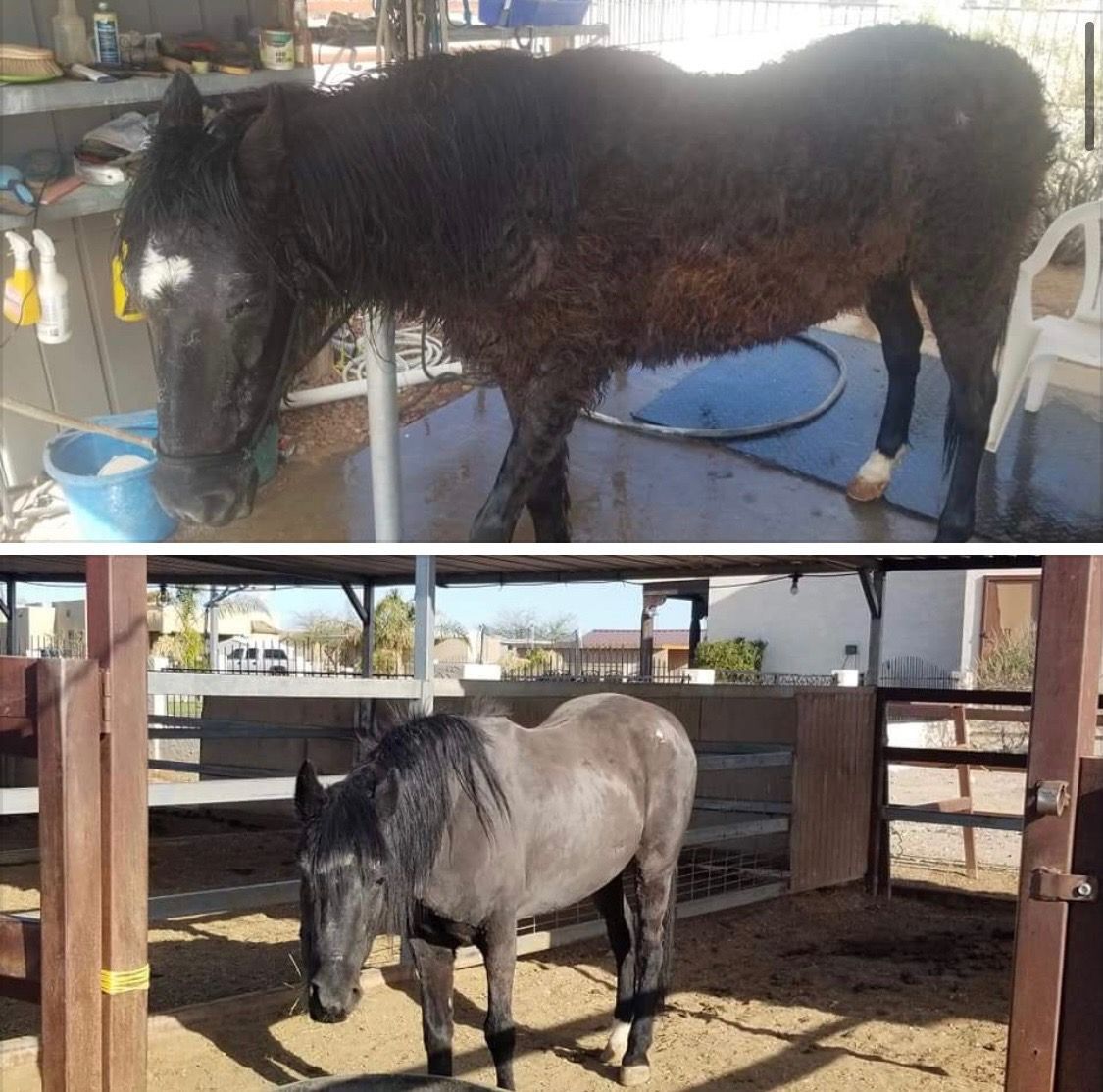 A horse is standing next to another horse in a stable