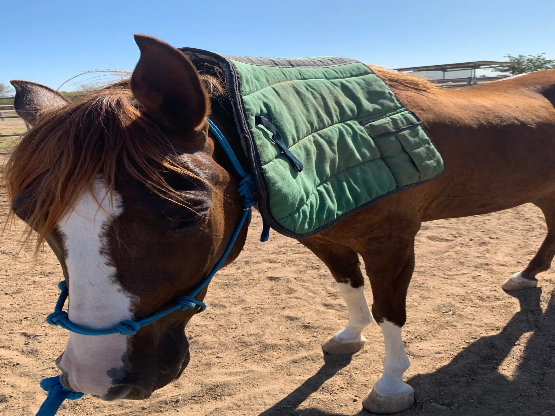 A brown horse with a green blanket on its back