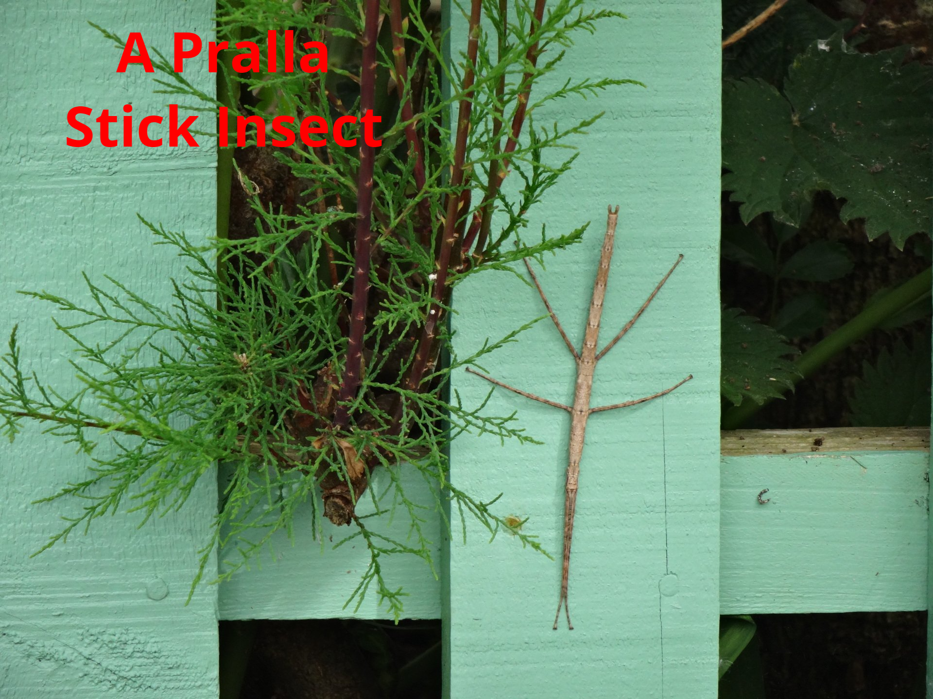Stick insect