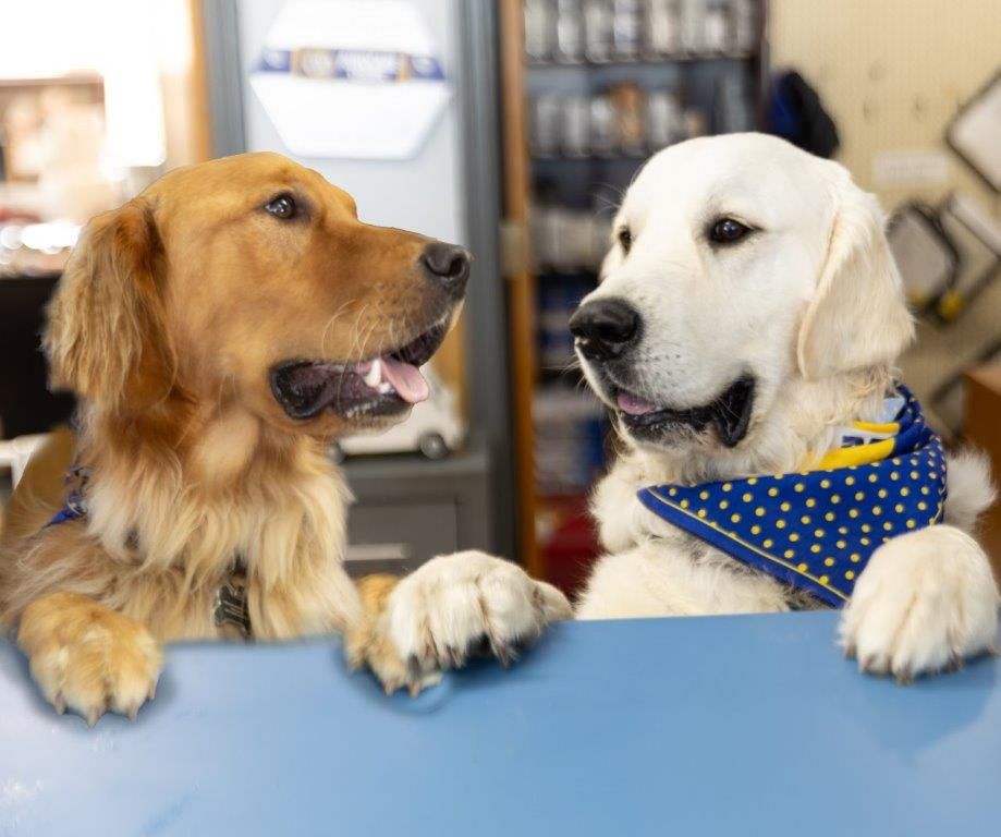 Two dogs at a table, one golden and one white, wearing a blue polka-dot bandana indoors.
