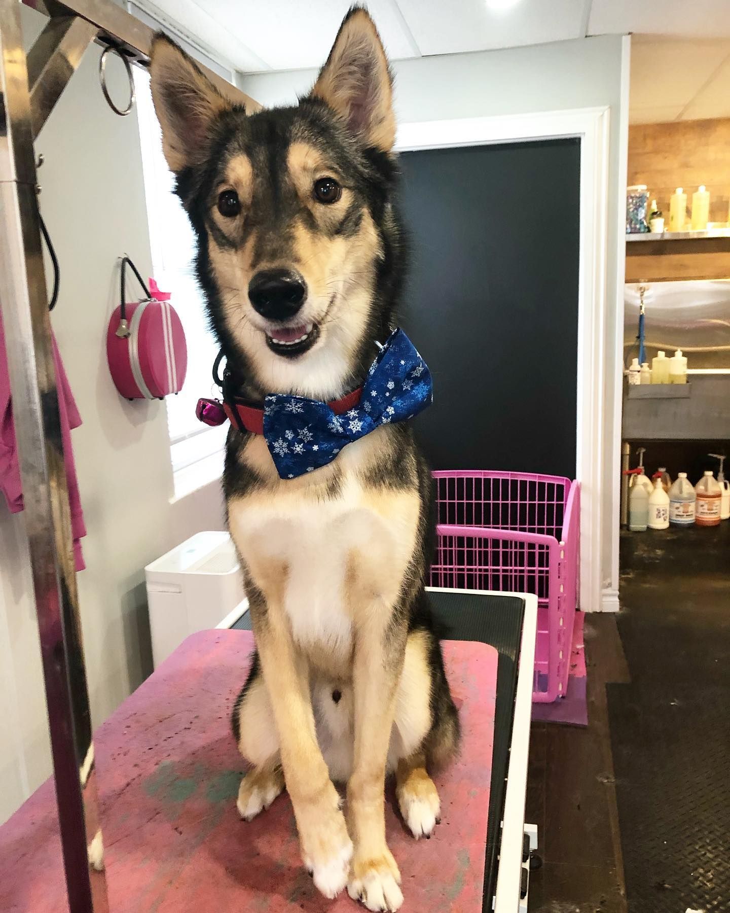 Passion4Pets Bowmanville Dog Grooming Prices