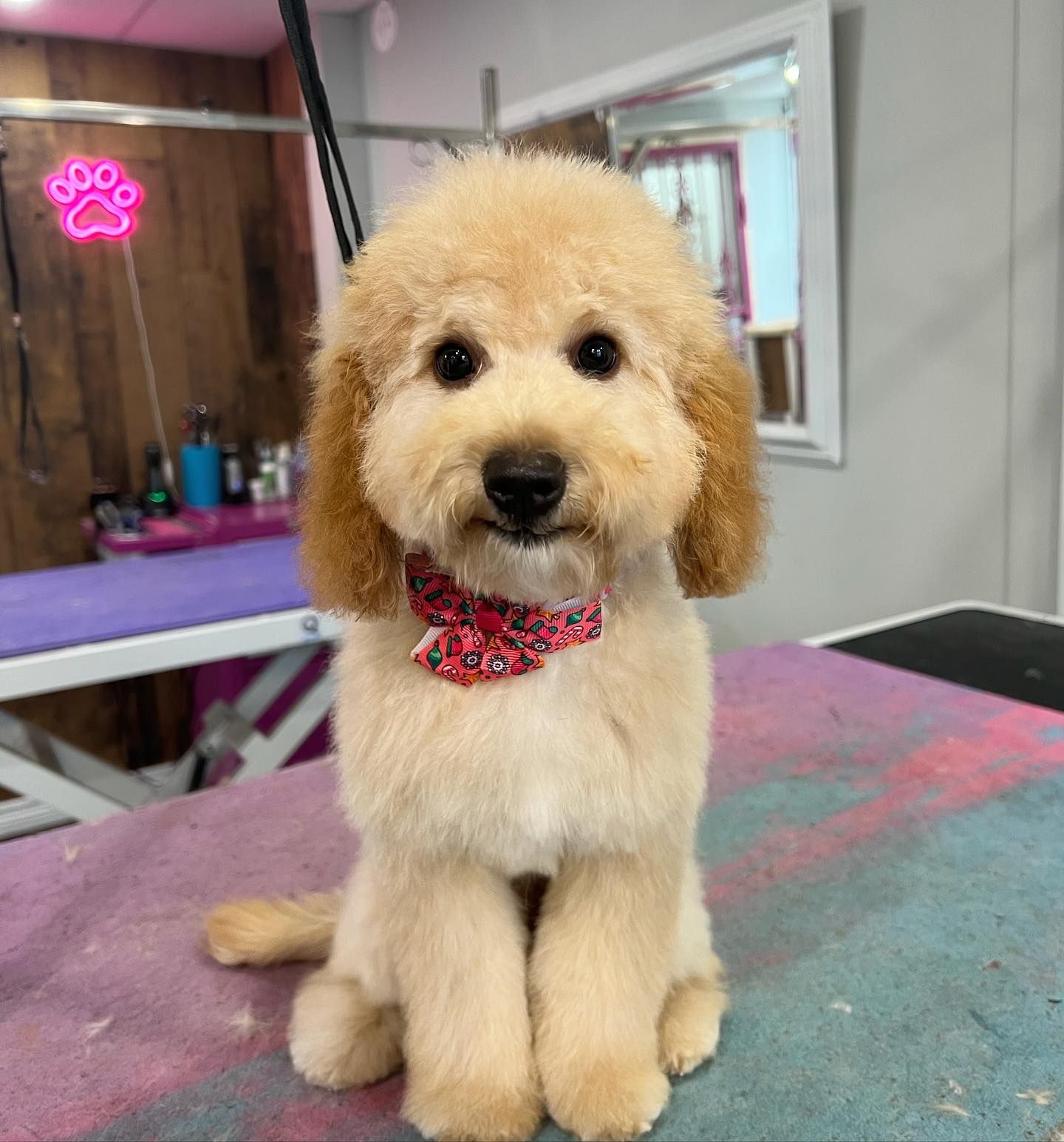 Passion4Pets Bowmanville Dog Grooming Prices