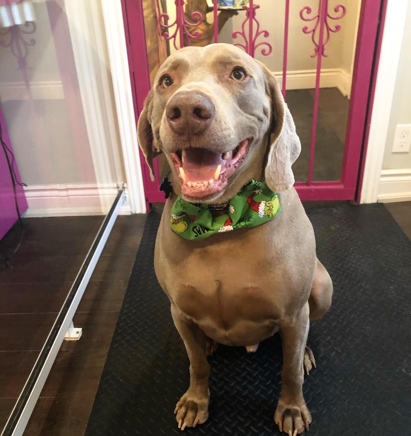 Passion4Pets Bowmanville Dog Grooming Prices