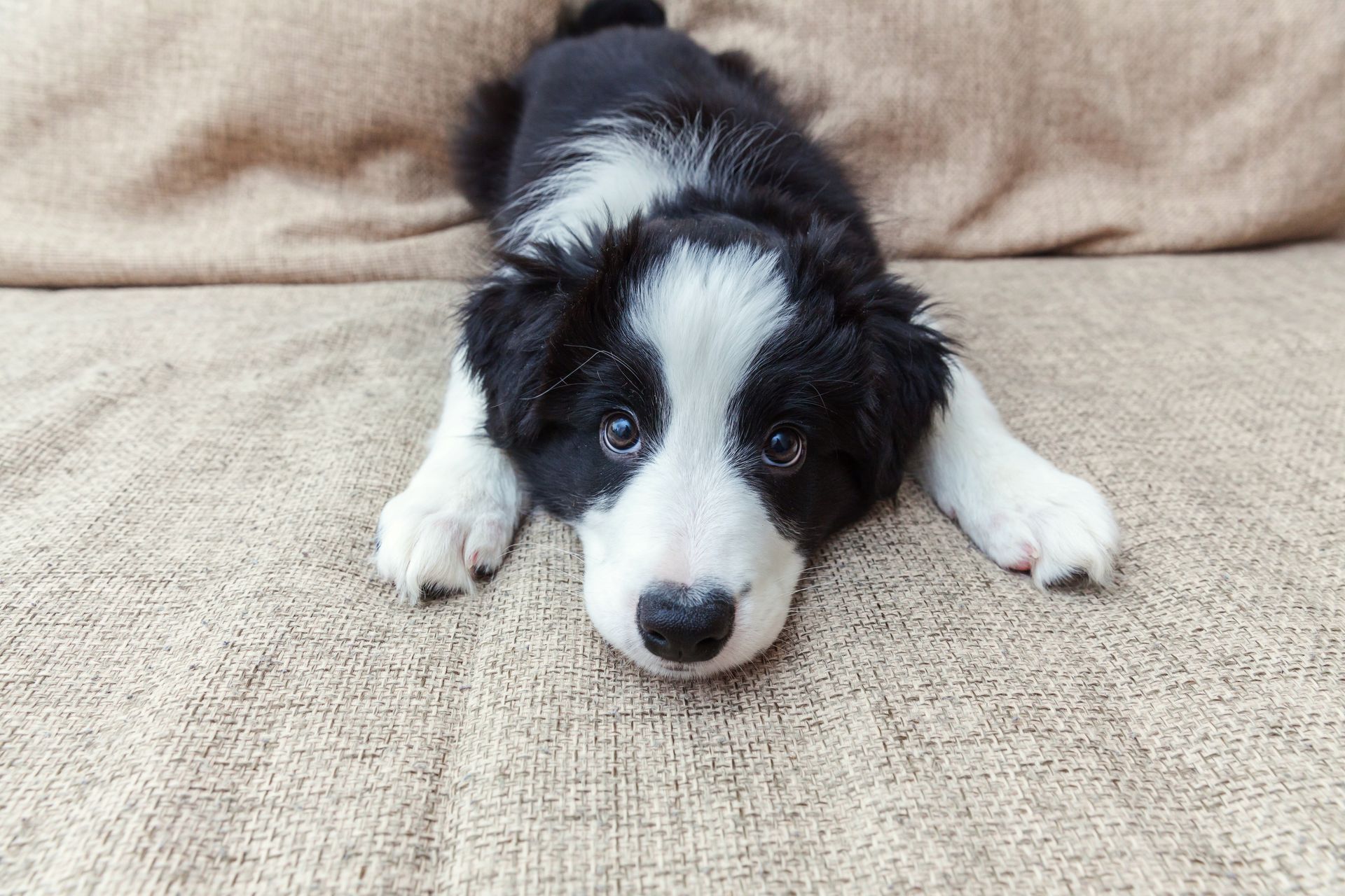 Dog De-Matting Bowmanville | Dog Face Trim Bowmanville