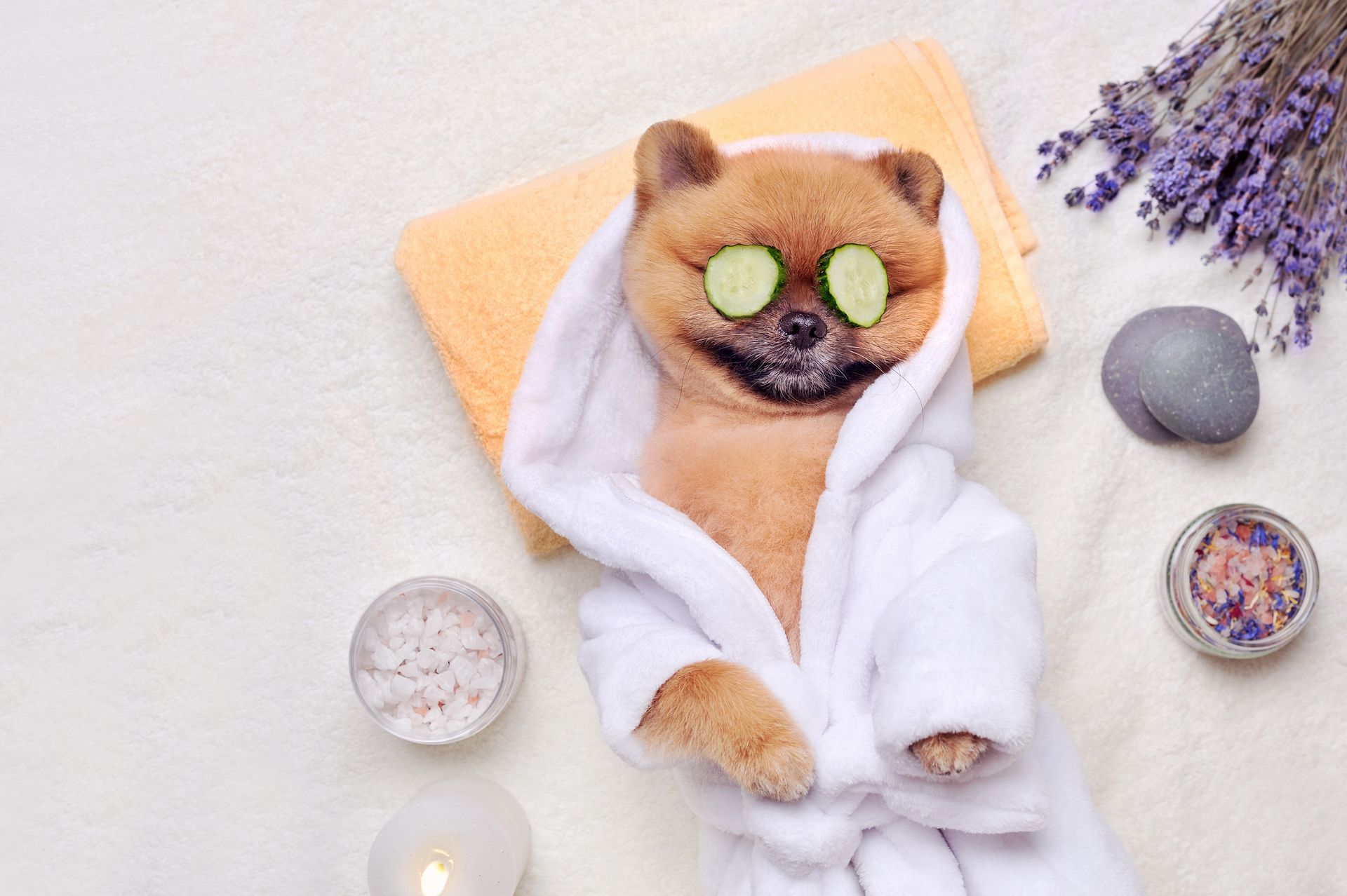 Top Pet Groomer Newcastle | Best Pet Grooming Newcastle