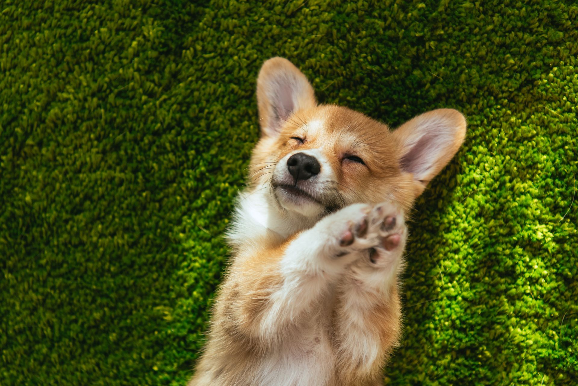 Dog Groomer Oshawa | Dog Grooming Oshawa