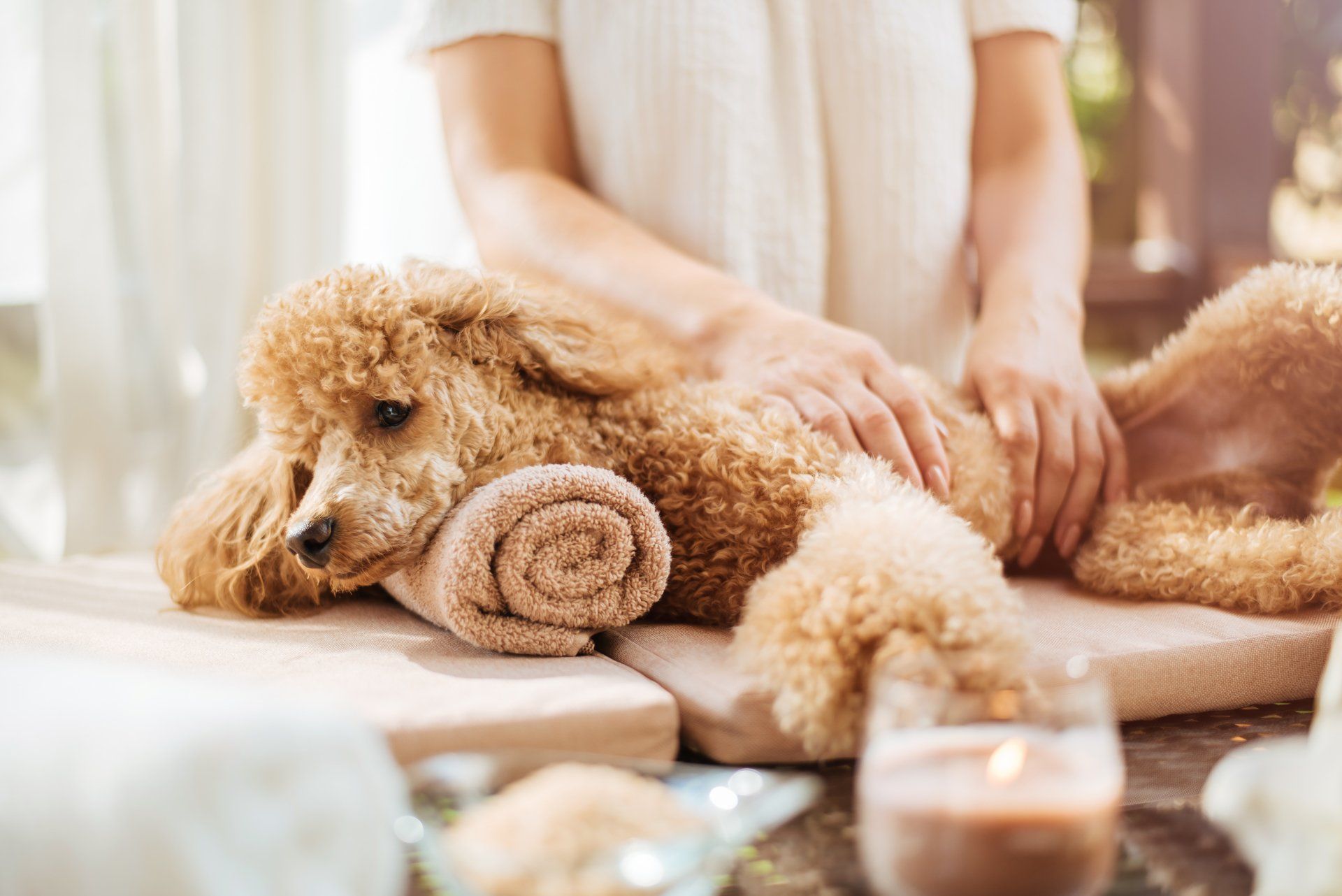 Pet Cleaning Bowmanville | Dog Bath Bowmanville