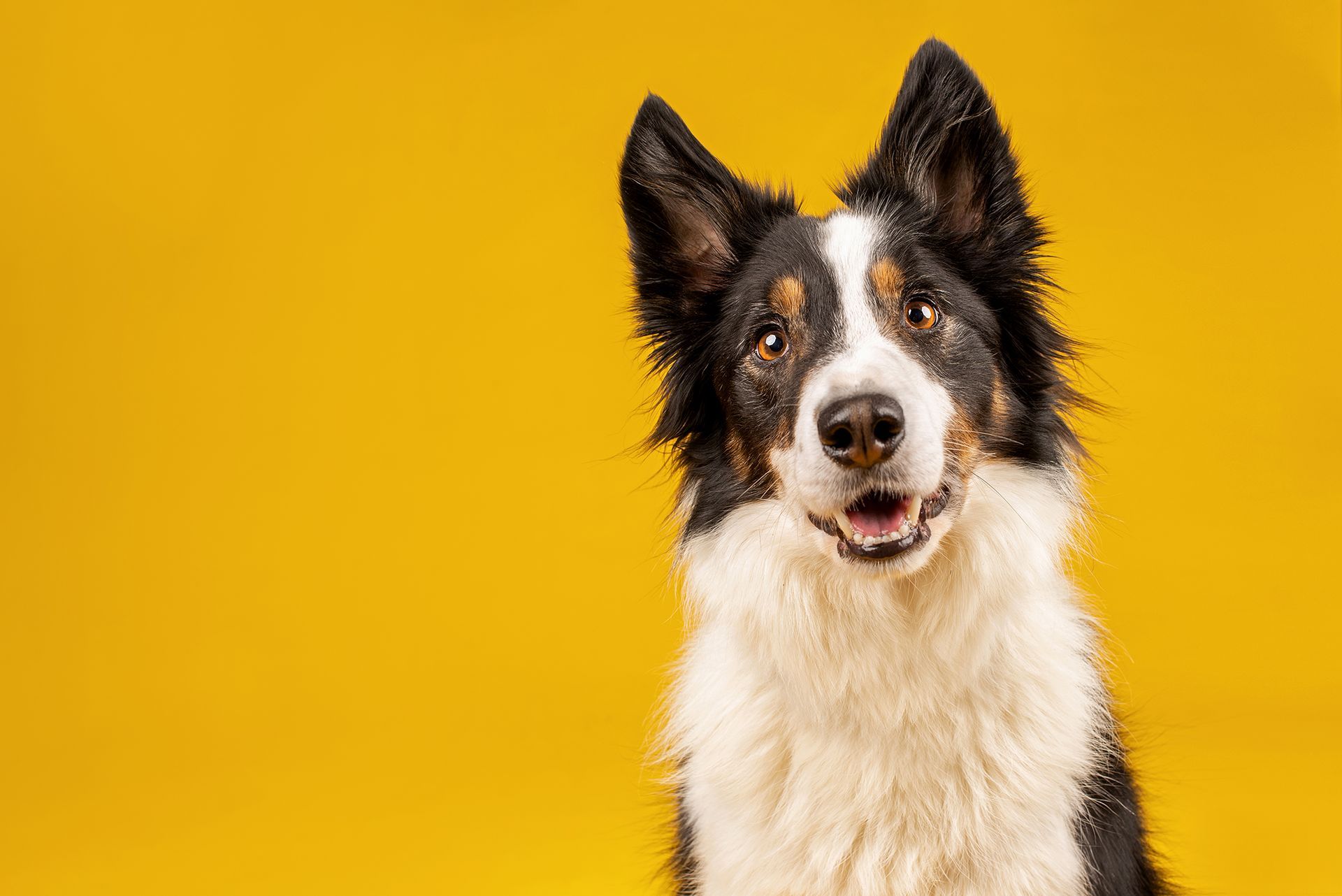 Dog Coat Colouring Clarington | Dog De-Shedding Clarington