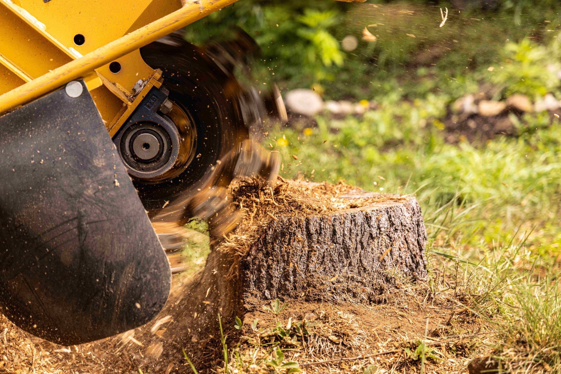 Yellow chainsaw cutting a tree stump, throwing wood chips in a grassy yard