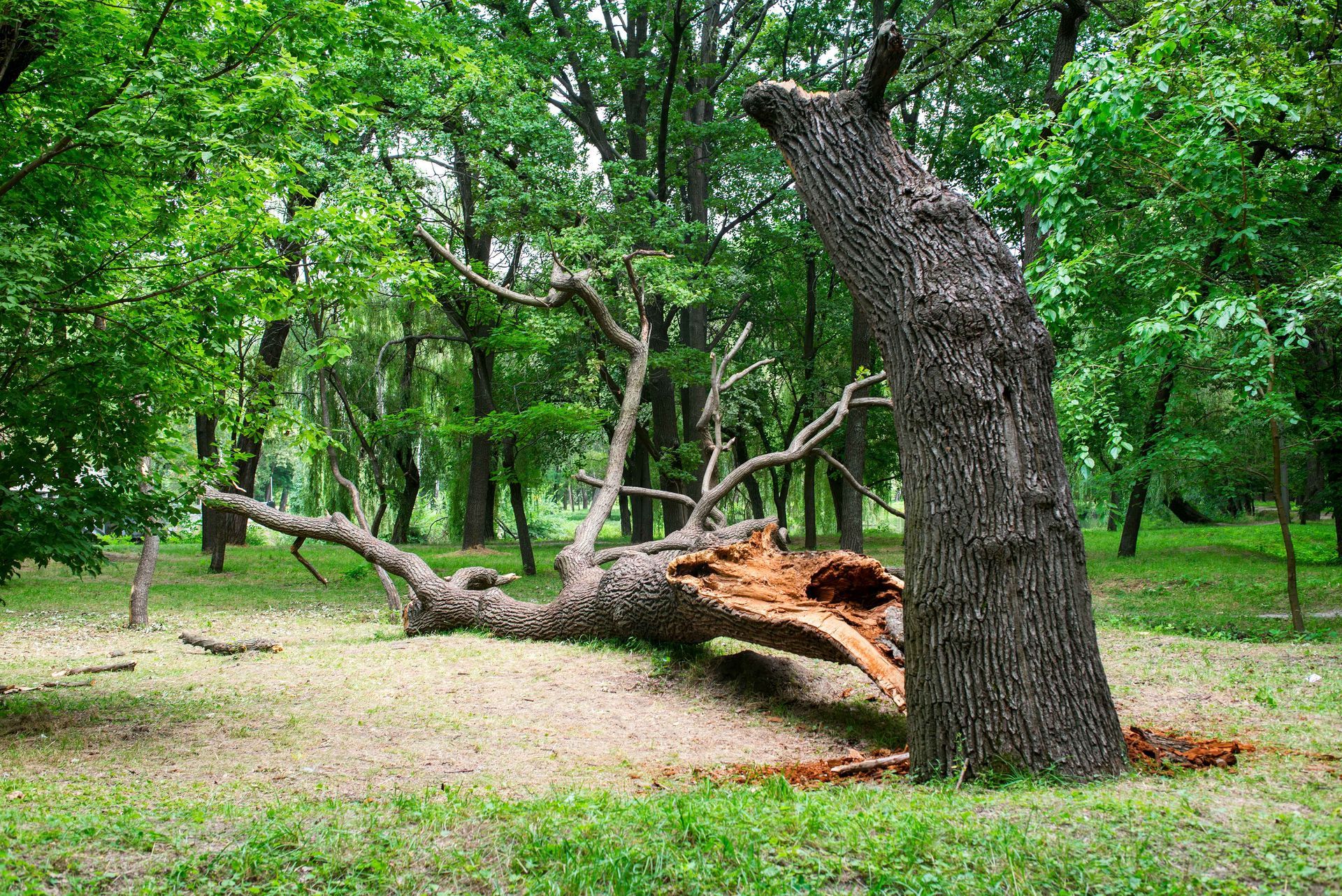 Fallen tree trunk in a green wooded park with a standing broken stump nearby