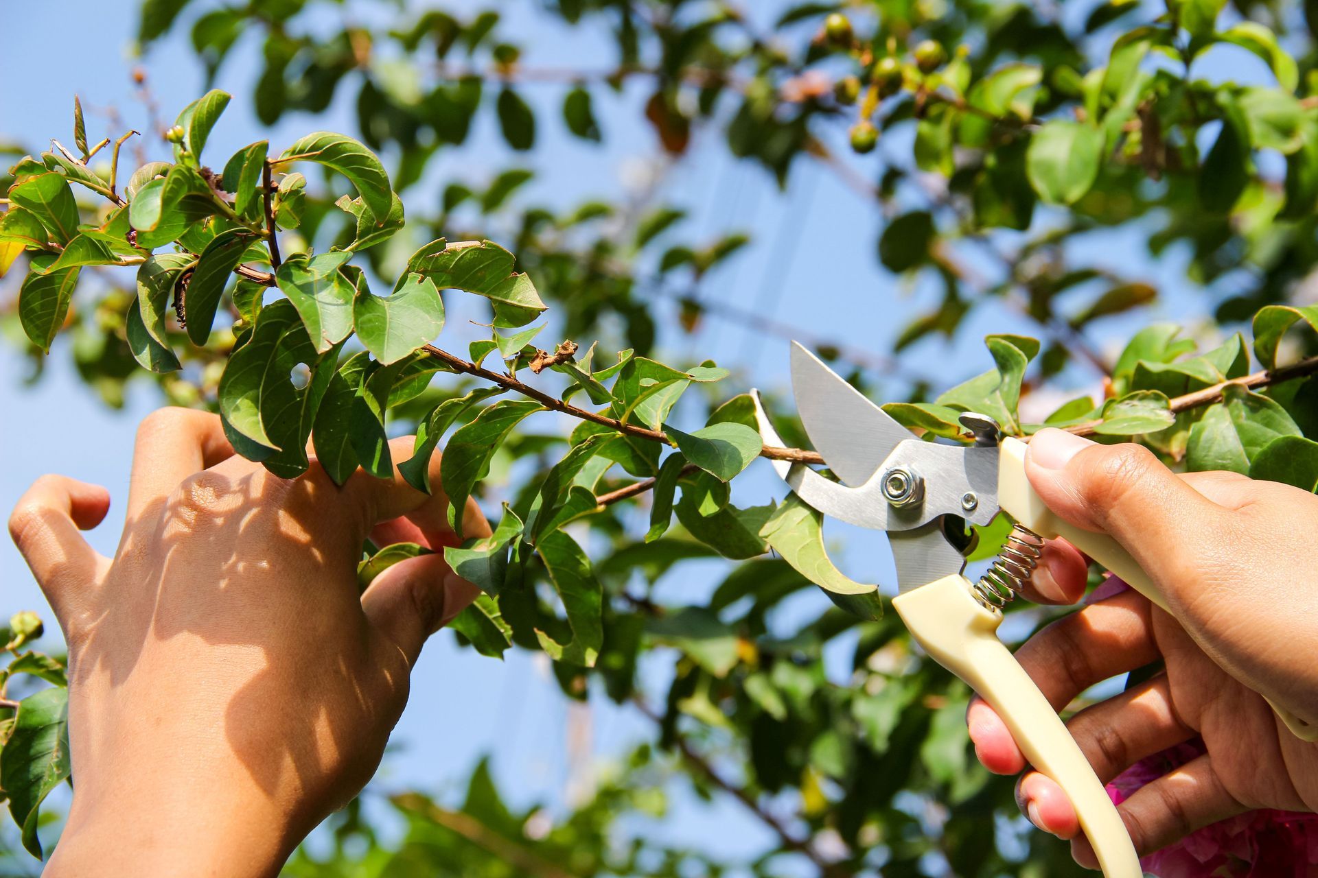 Hands pruning green tree branches with garden shears outdoors