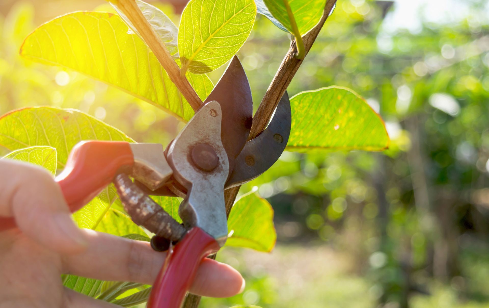 Pruning shears cutting a plant stem among bright green leaves in sunlight