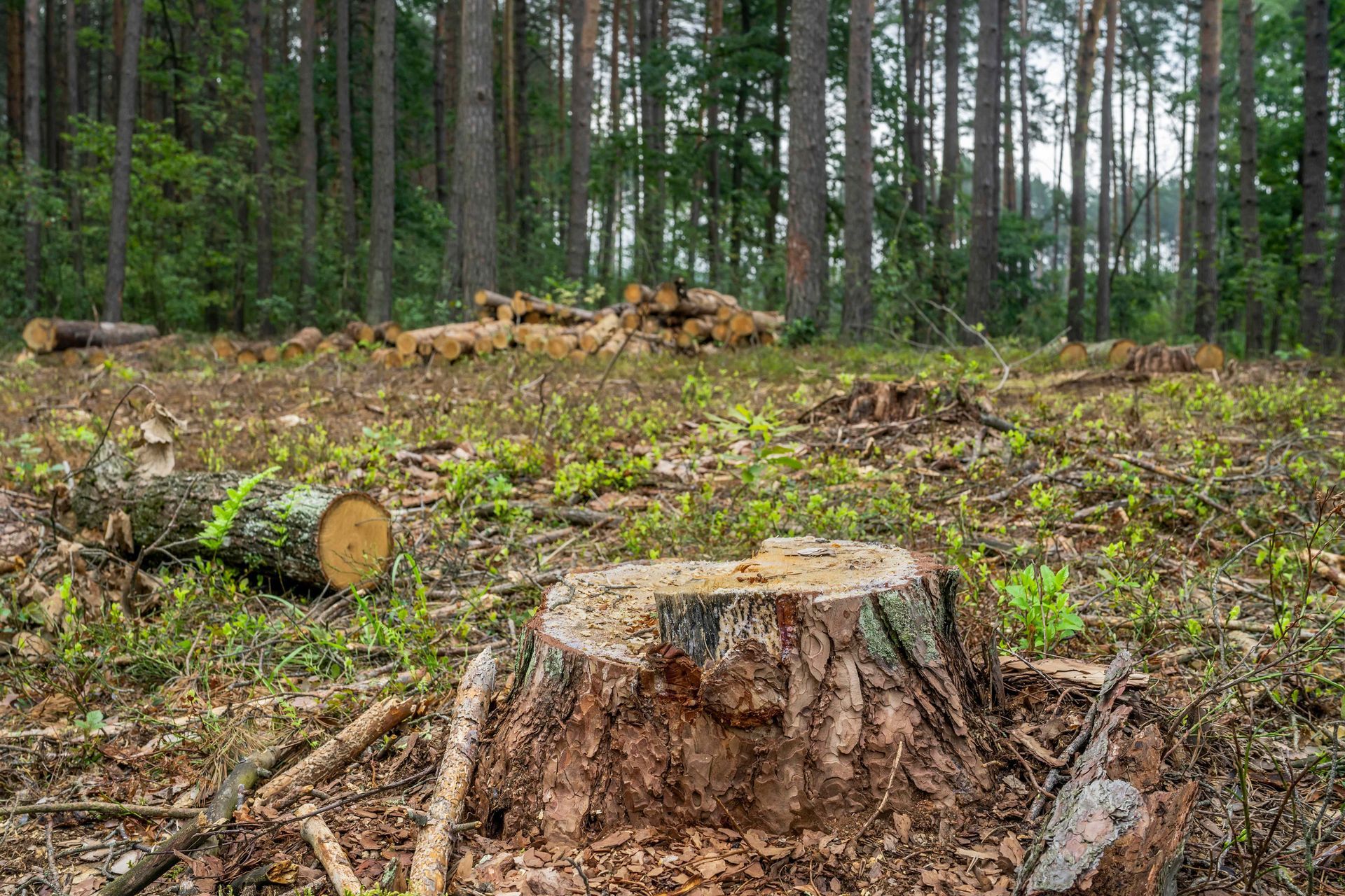 Logged forest clearing with cut tree stumps, branches, and felled logs under tall trees