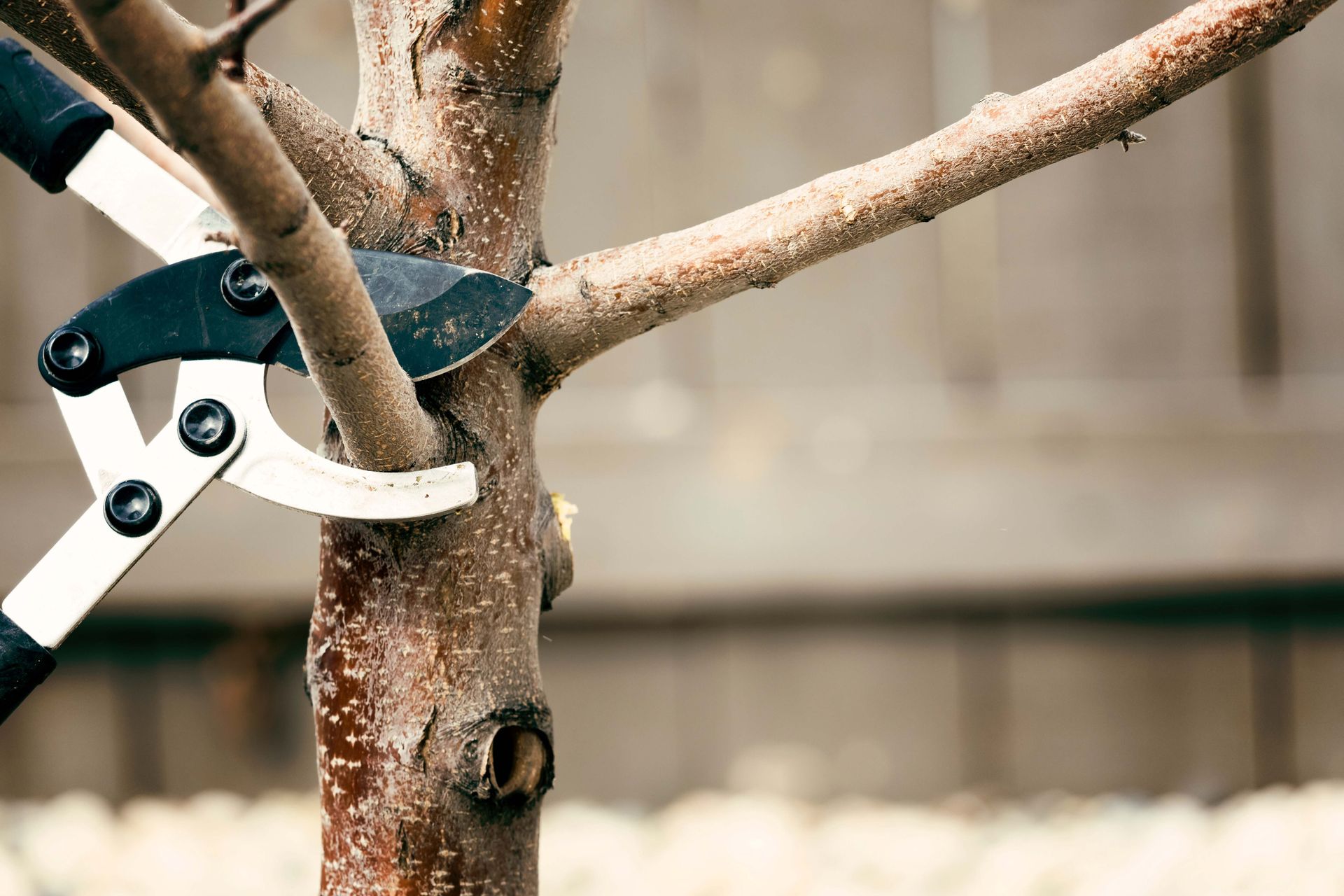 Garden pruning shears cutting a tree branch near the trunk