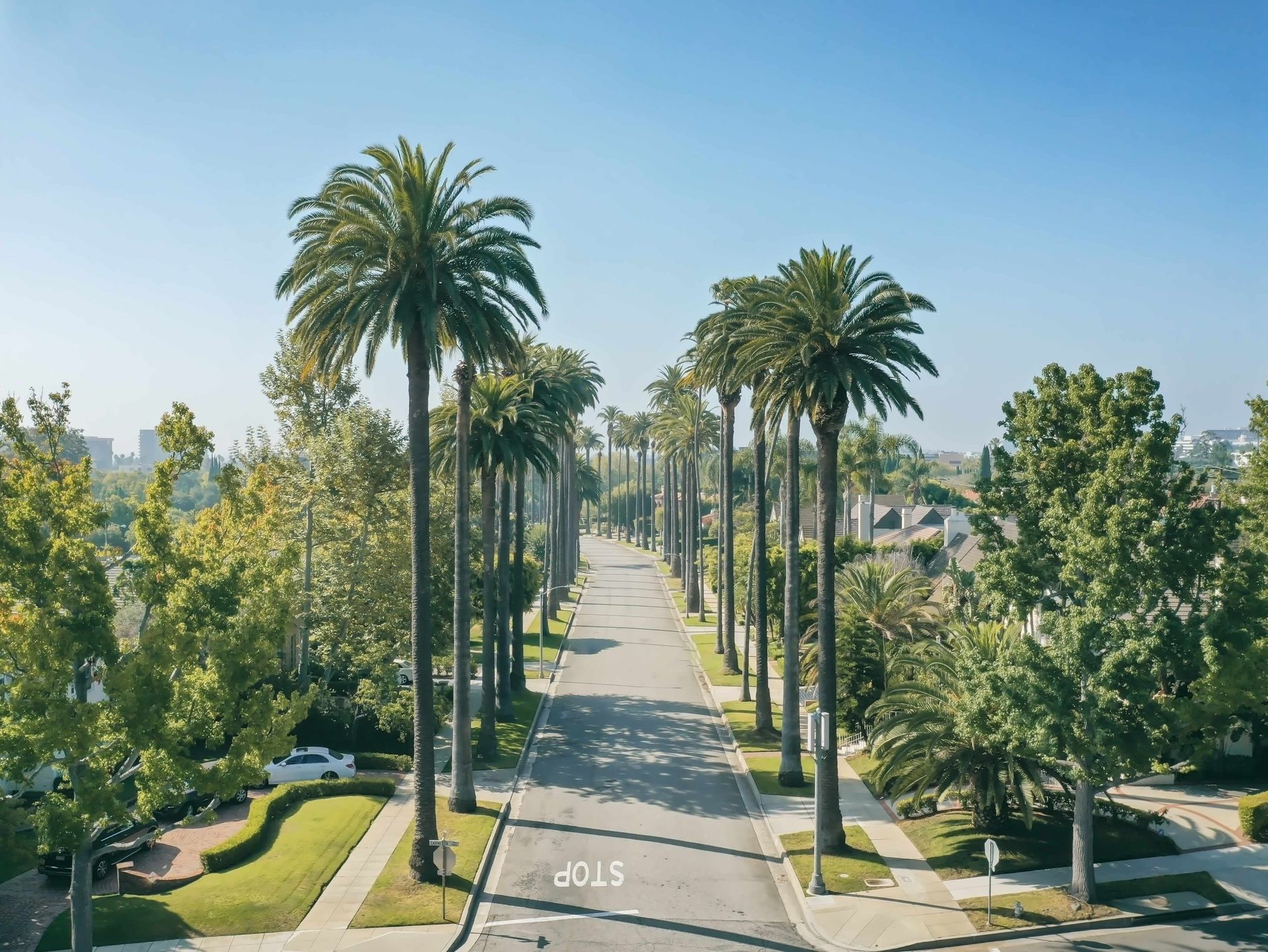 Palm-lined residential street under a clear blue sky, with trees, sidewalks, and parked cars.