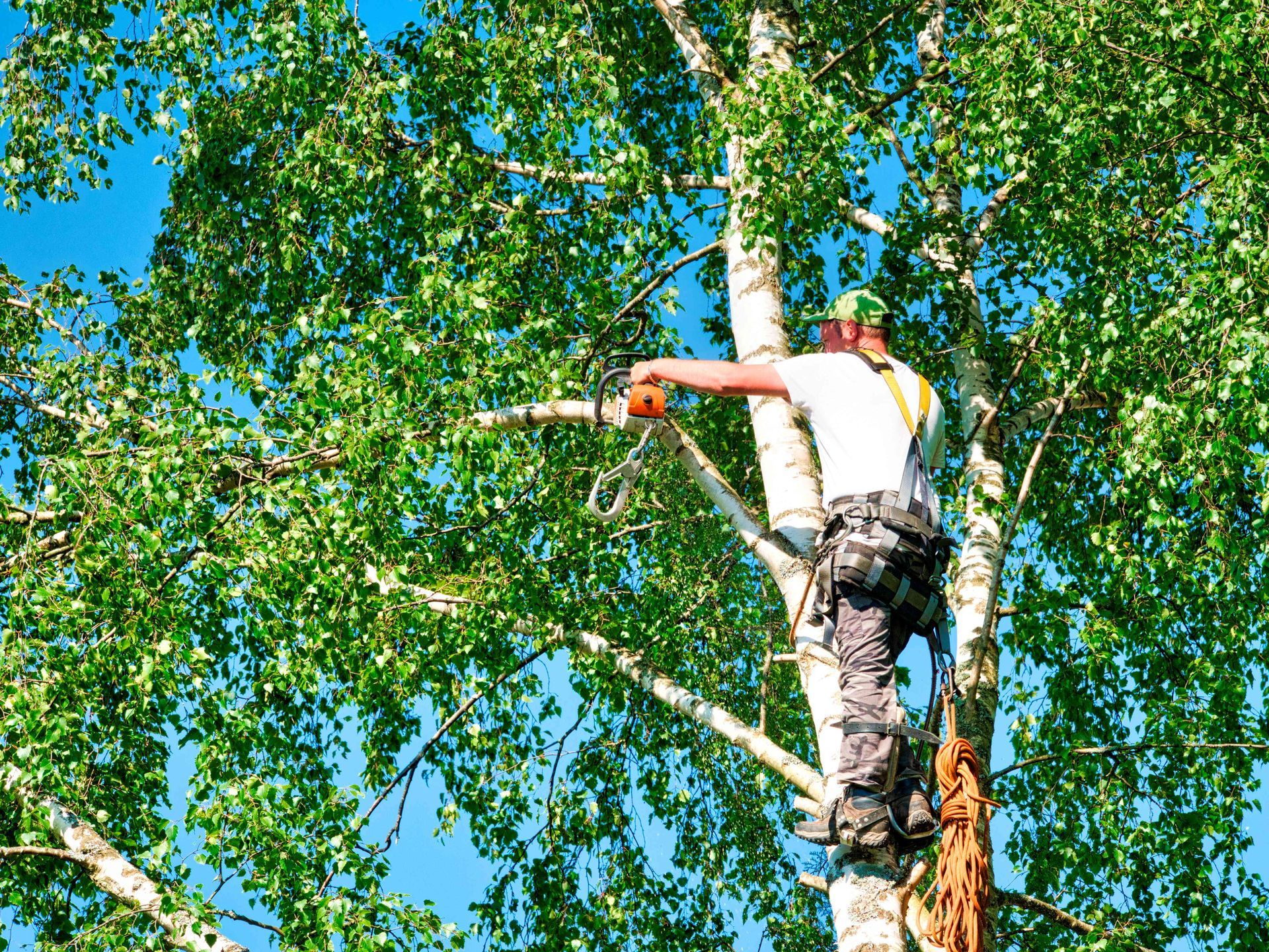 Worker trimming a tree with a chainsaw among green leaves and branches