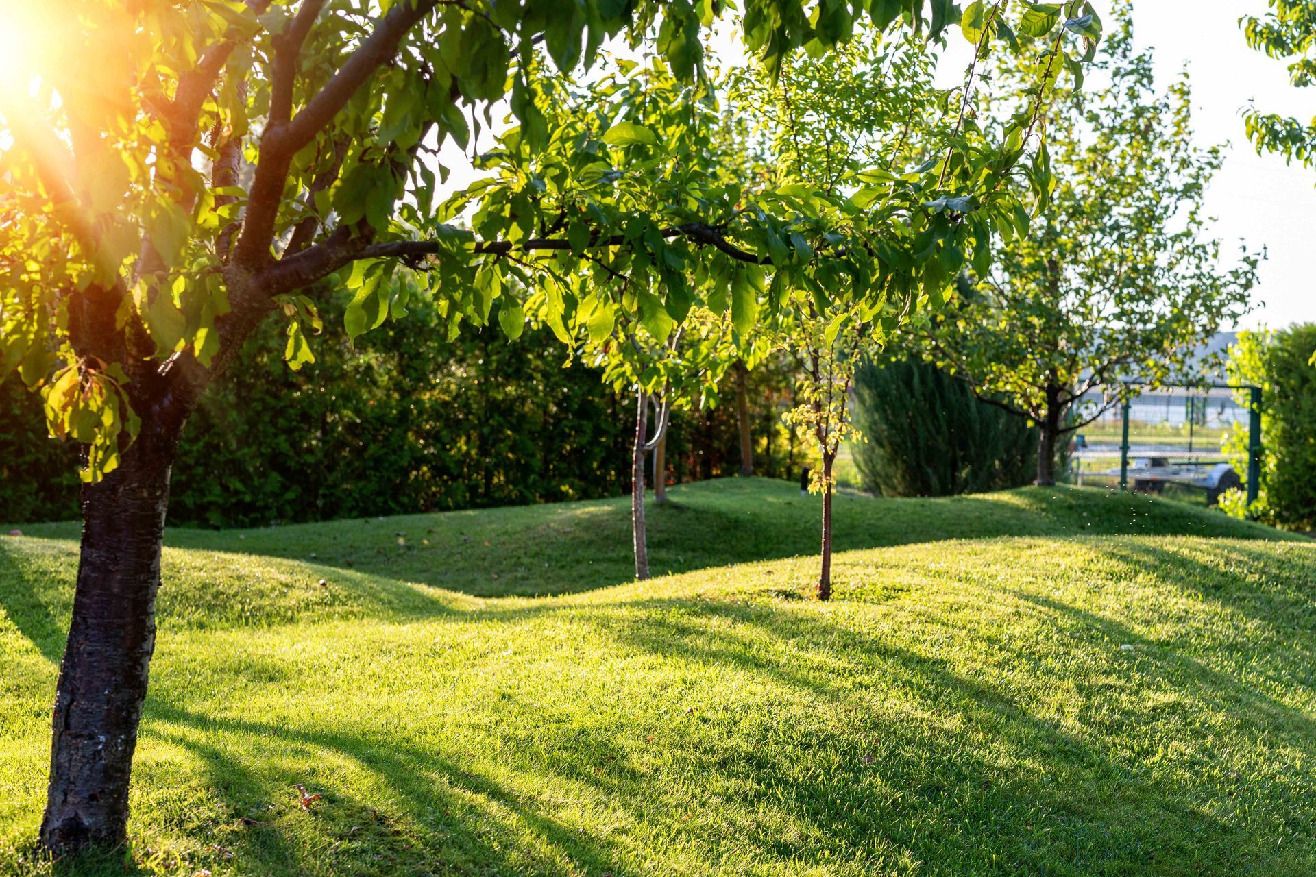 Sunny park with green grass, trees, and sunlight streaming through branches.