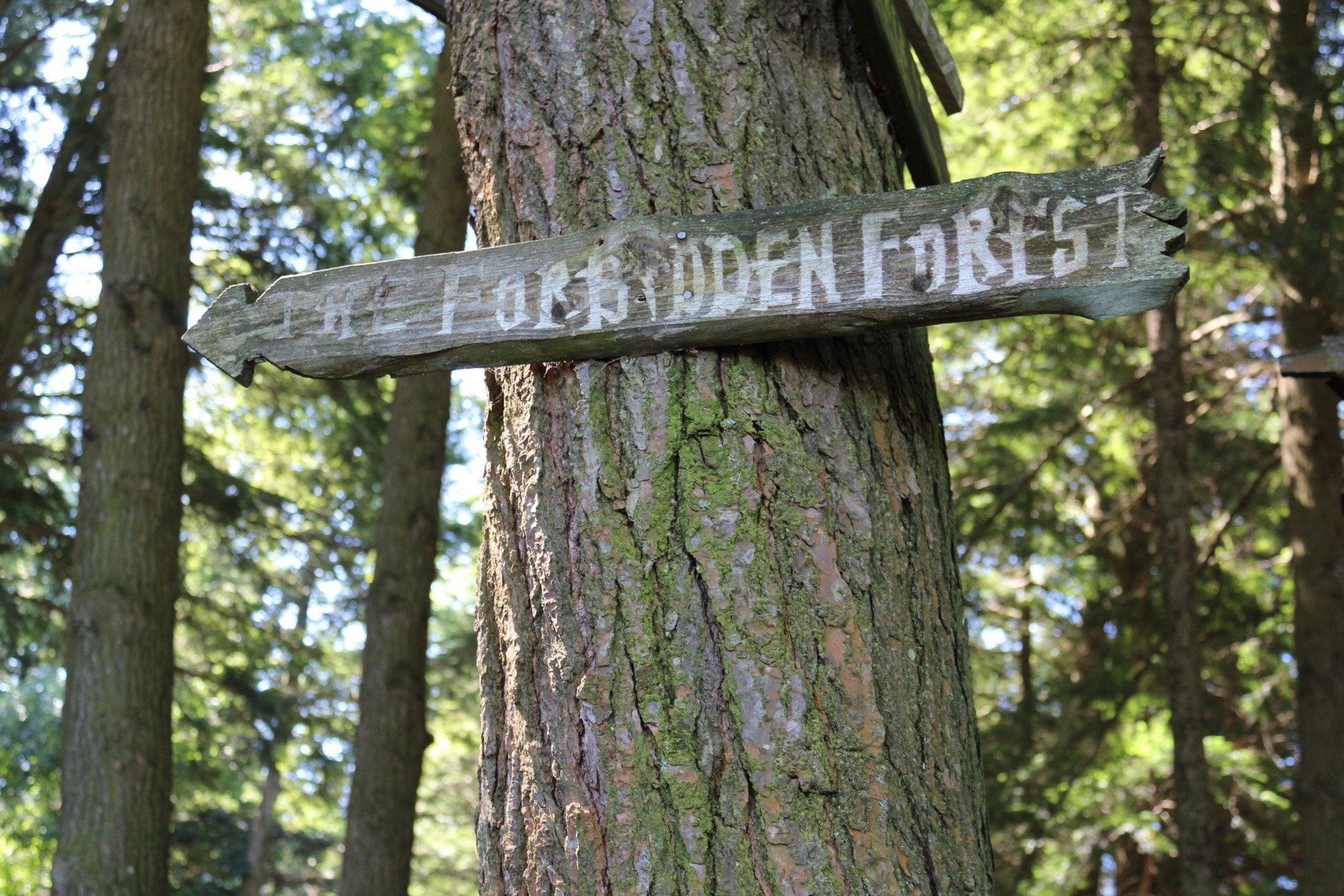 Camp Lookout pictures