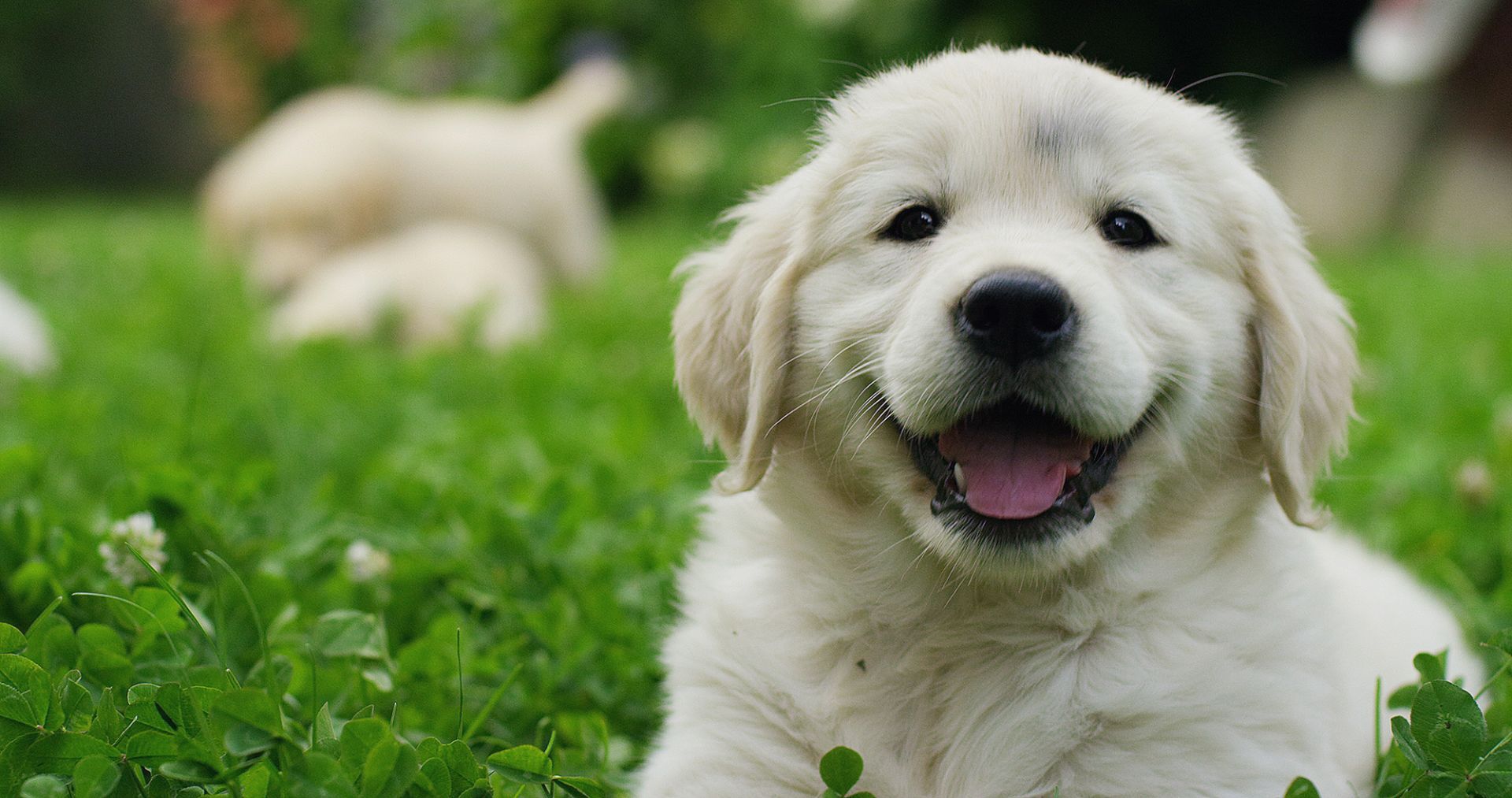 Pensione cani