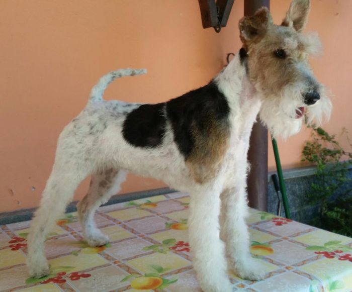 pensione per cani