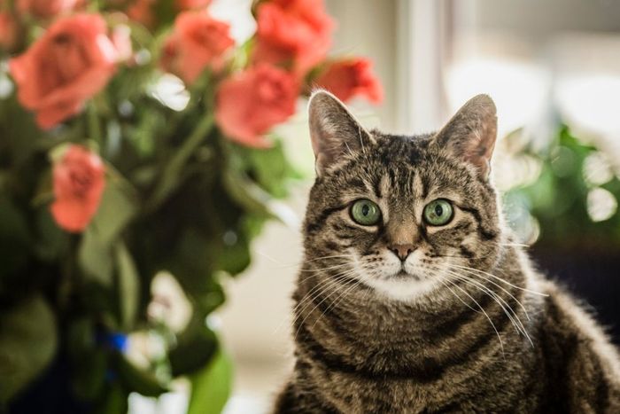 pensione per gatti