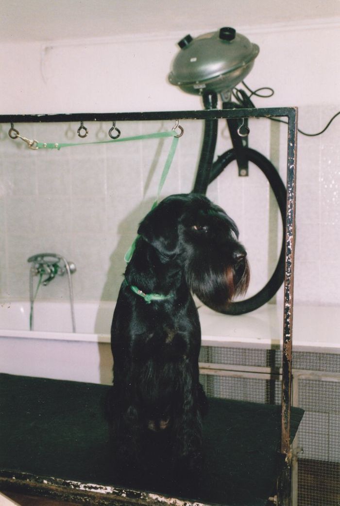 toelettatura cani