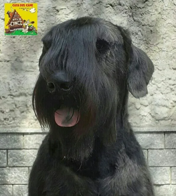 Schnauzer a fine trattamento