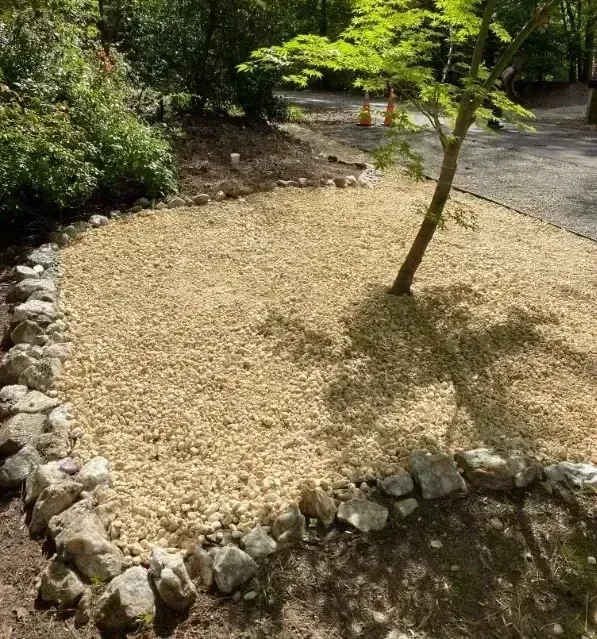 There is a tree in the middle of a rocky area.