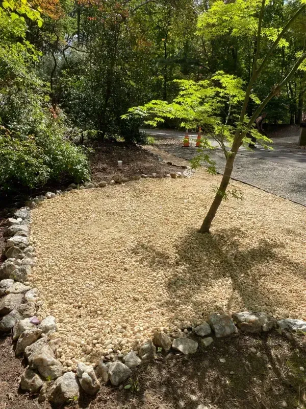 There is a tree in the middle of a rocky area.