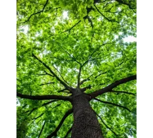 Upward view of a tall tree trunk with bright green leaves against the sky