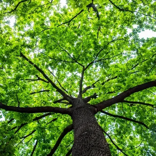 There is a tree in the middle of a rocky area.
