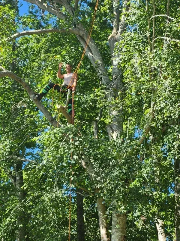 A man is climbing a tree with a rope.