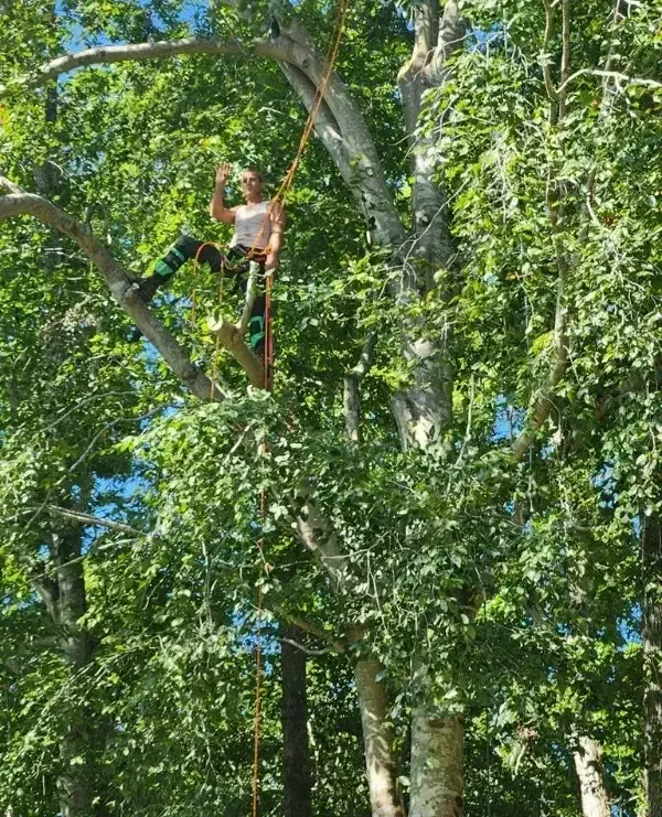 A man is climbing a tree with a rope.