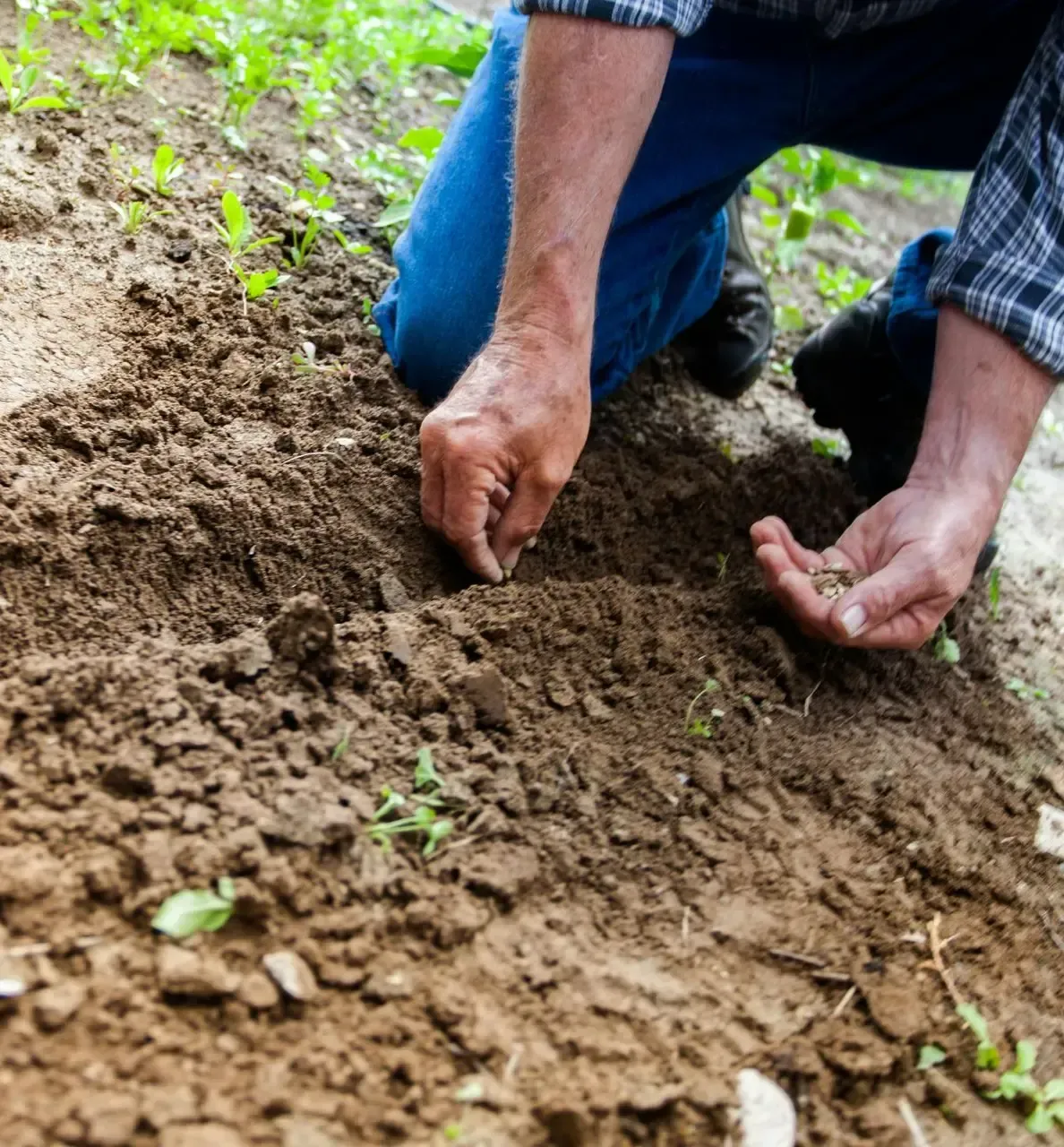 Person in green shirt and gloves holding a small evergreen tree outdoors.