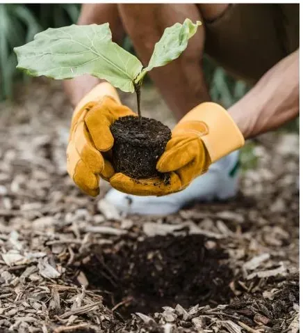 Gloved hands holding a seedling with soil, ready for planting outdoors
