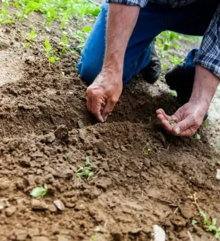 Hands planting small seedlings in soil in a garden bed