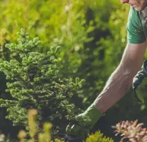 Man in green shirt and gloves holding a small evergreen tree in a garden setting.