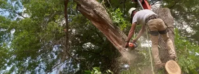 Tree worker using a chainsaw while secured with safety gear to cut a large branch during tree trimming.